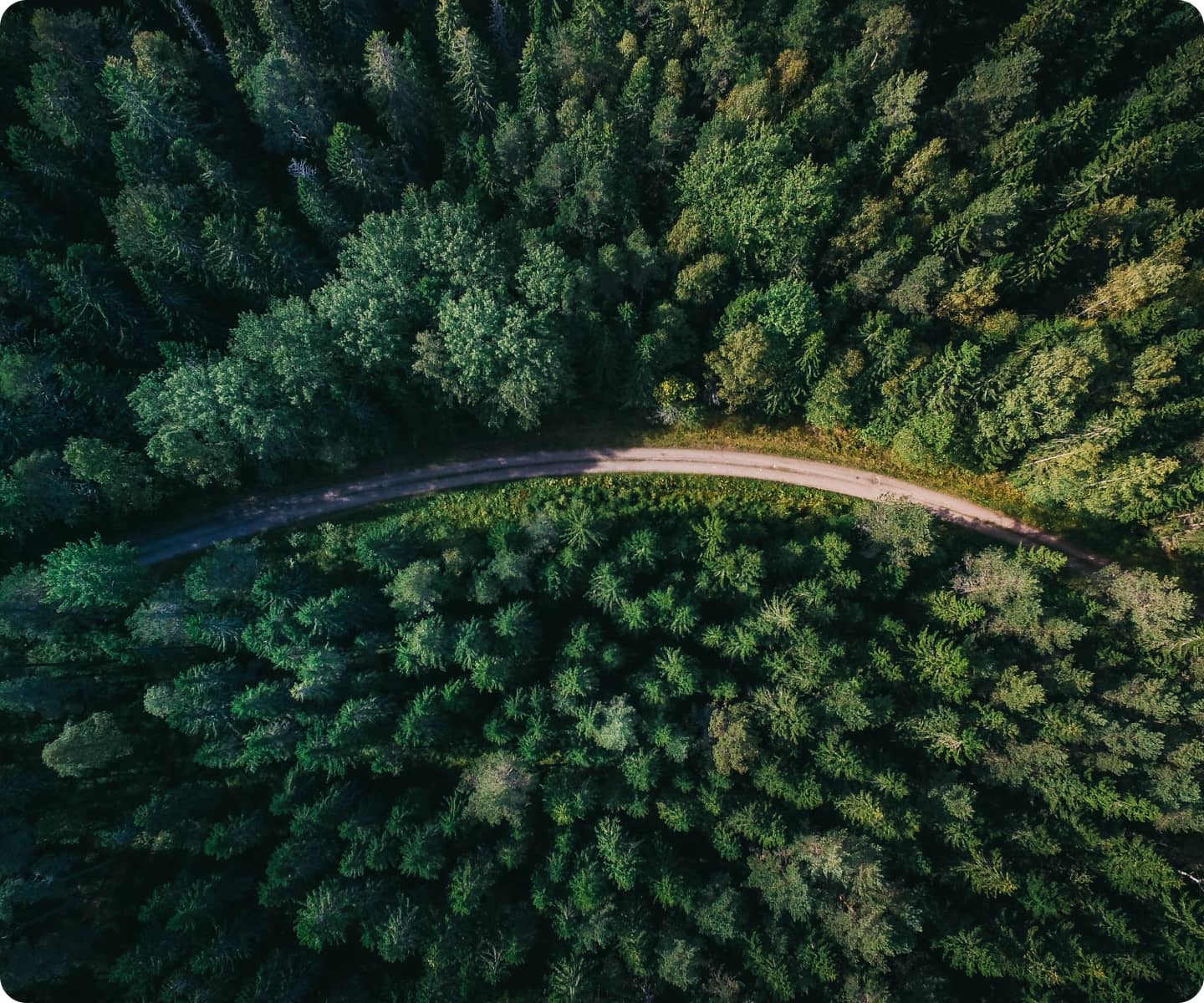 path through a forest