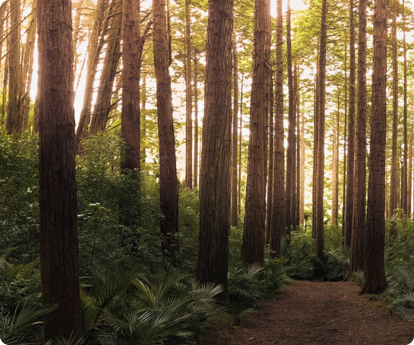 sunset shining through a forest